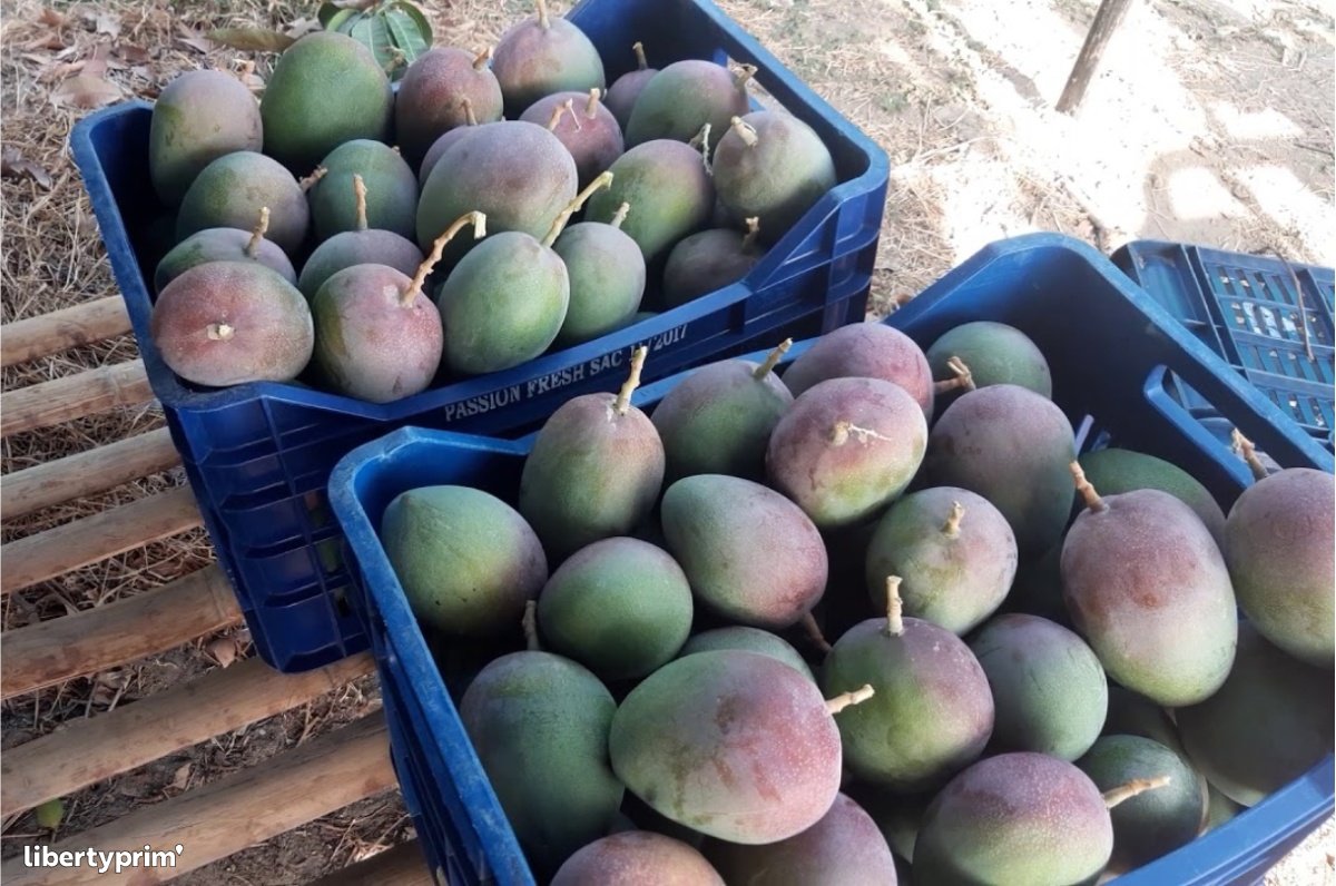 Mangue - Mango export qualité