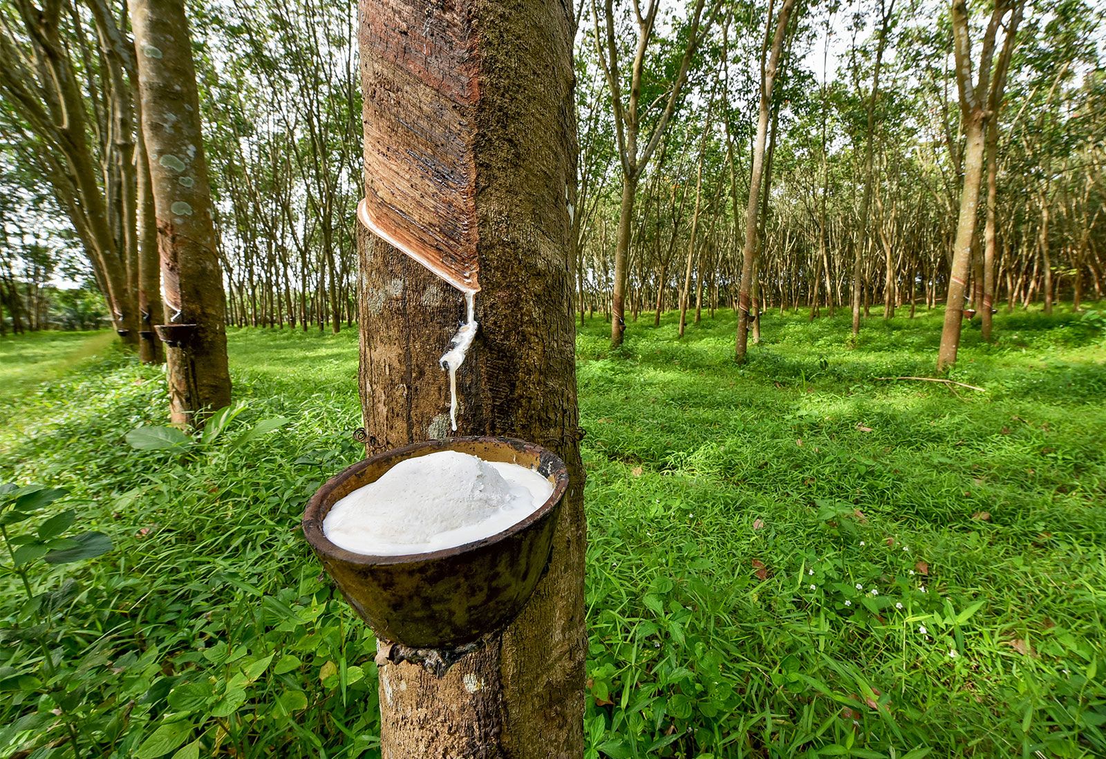 Caoutchouc - Natural Rubber export qualité