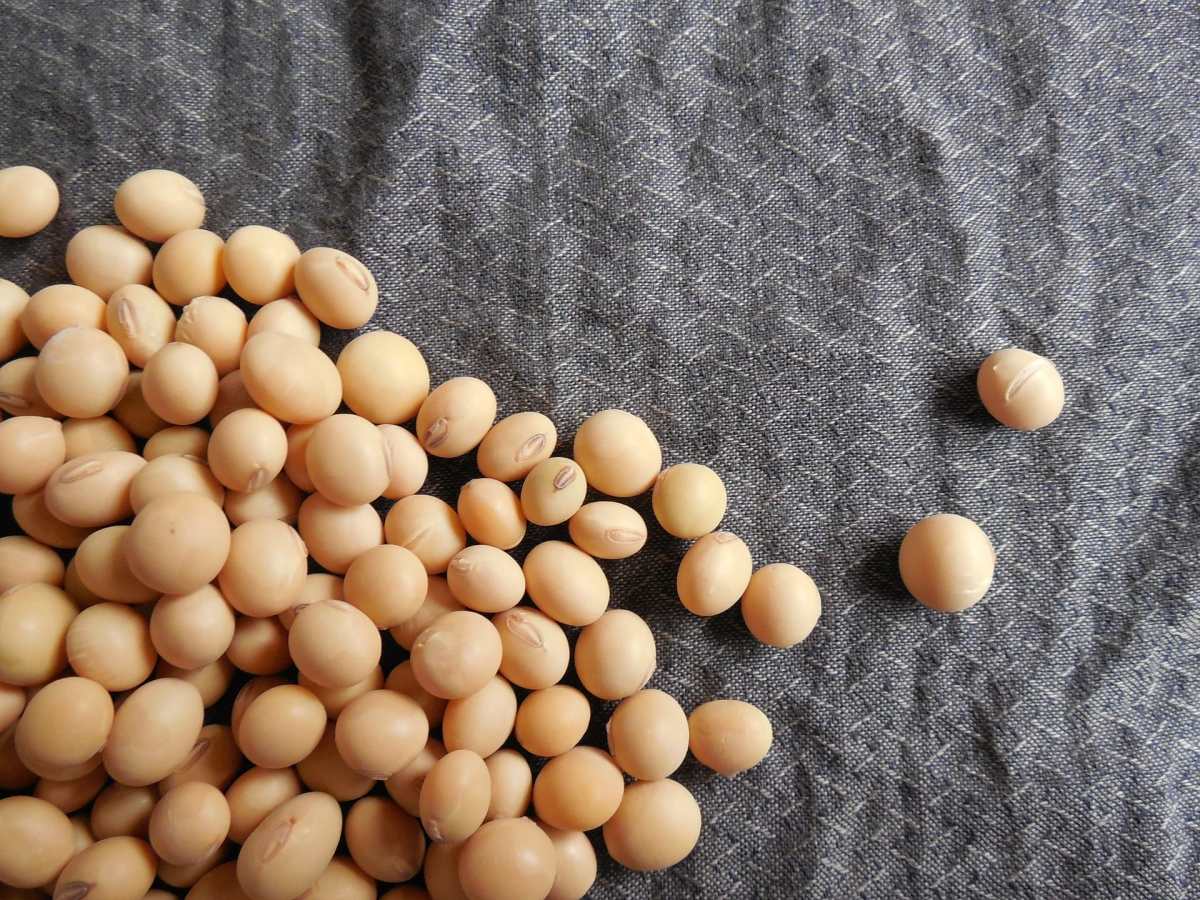 Soja - Soybeans export qualité